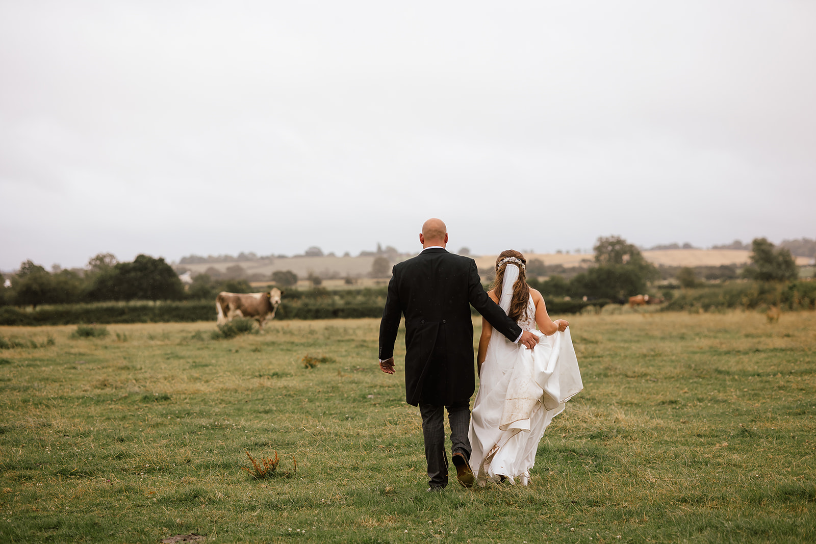 farm wedding portraits of couple walking in a field with cows